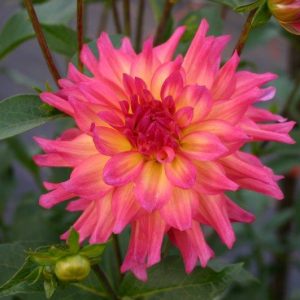 *Bloomquist Dawn