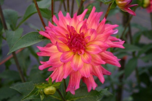 *Bloomquist Dawn