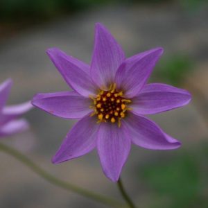 Dahlia merckii   SEEDS