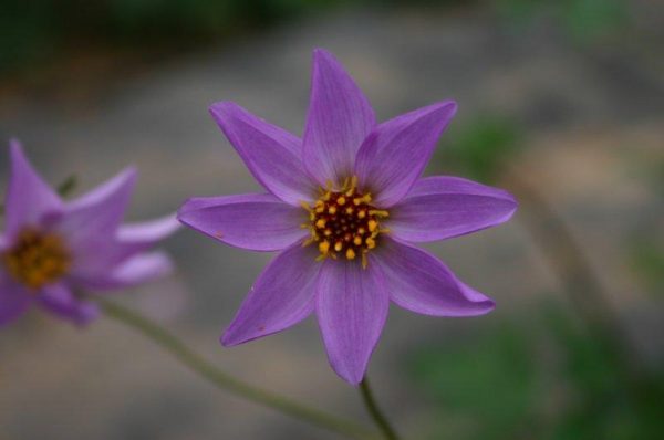 Dahlia merckii   SEEDS